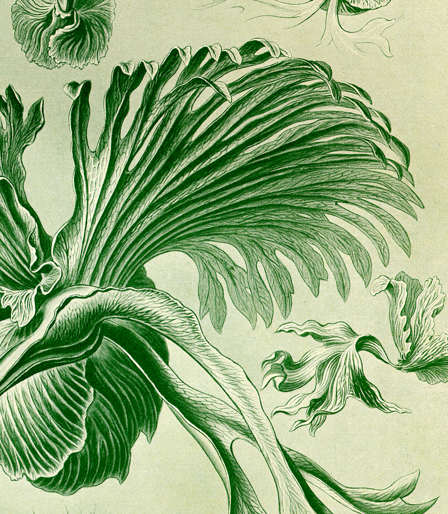Poison